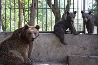 Bear with two cubs