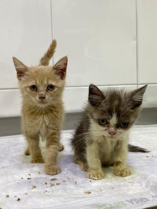 Two kittens
