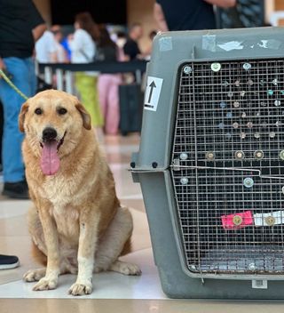 Goldie safe and settling into her new home in Canada