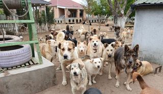 Dogs at the GWARP shelter in Azerbaijan